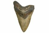 Serrated, Fossil Megalodon Tooth - North Carolina #338603-1